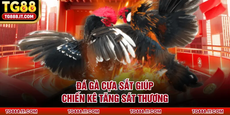 Đá gà cựa sắt giúp chiến kê tăng sát thương